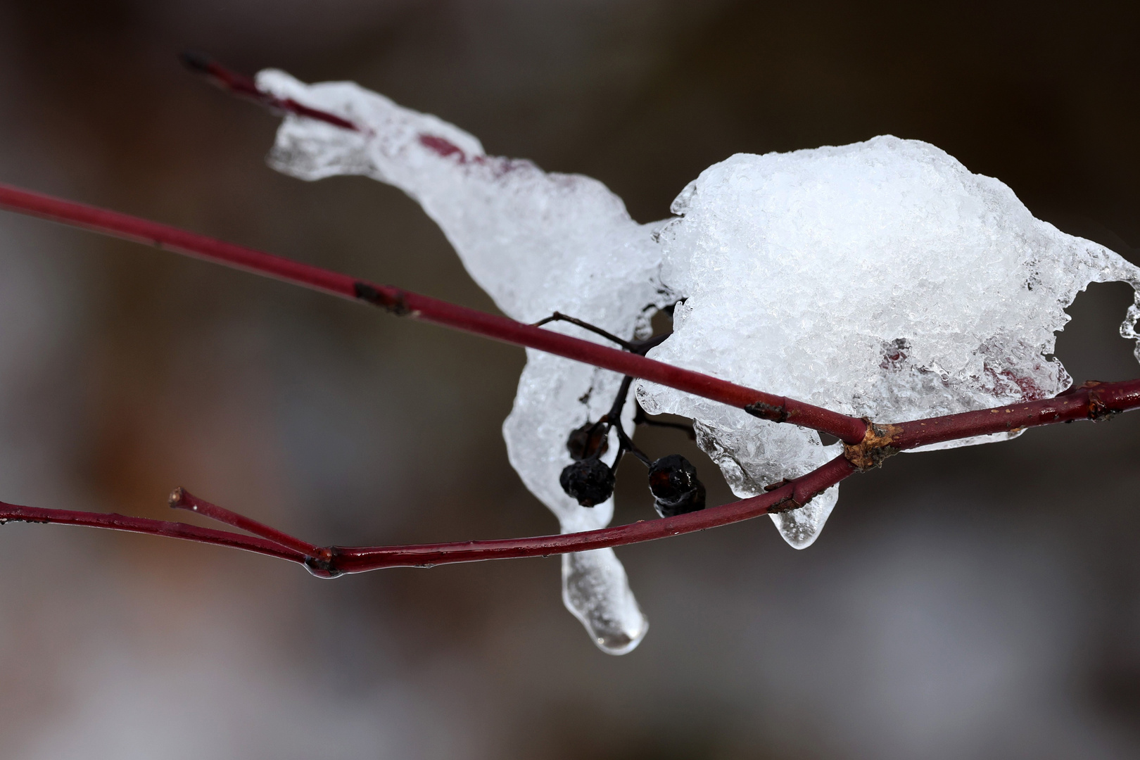 "Eisbeeren"