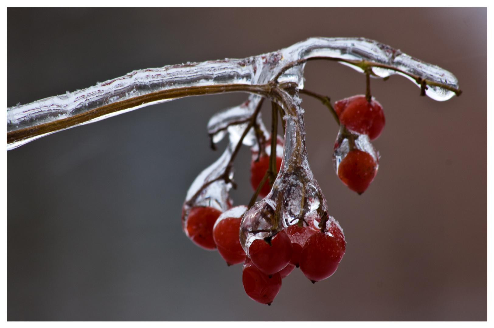 Eisbeeren