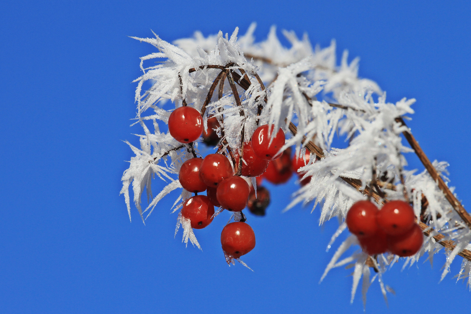 "Eisbeeren"