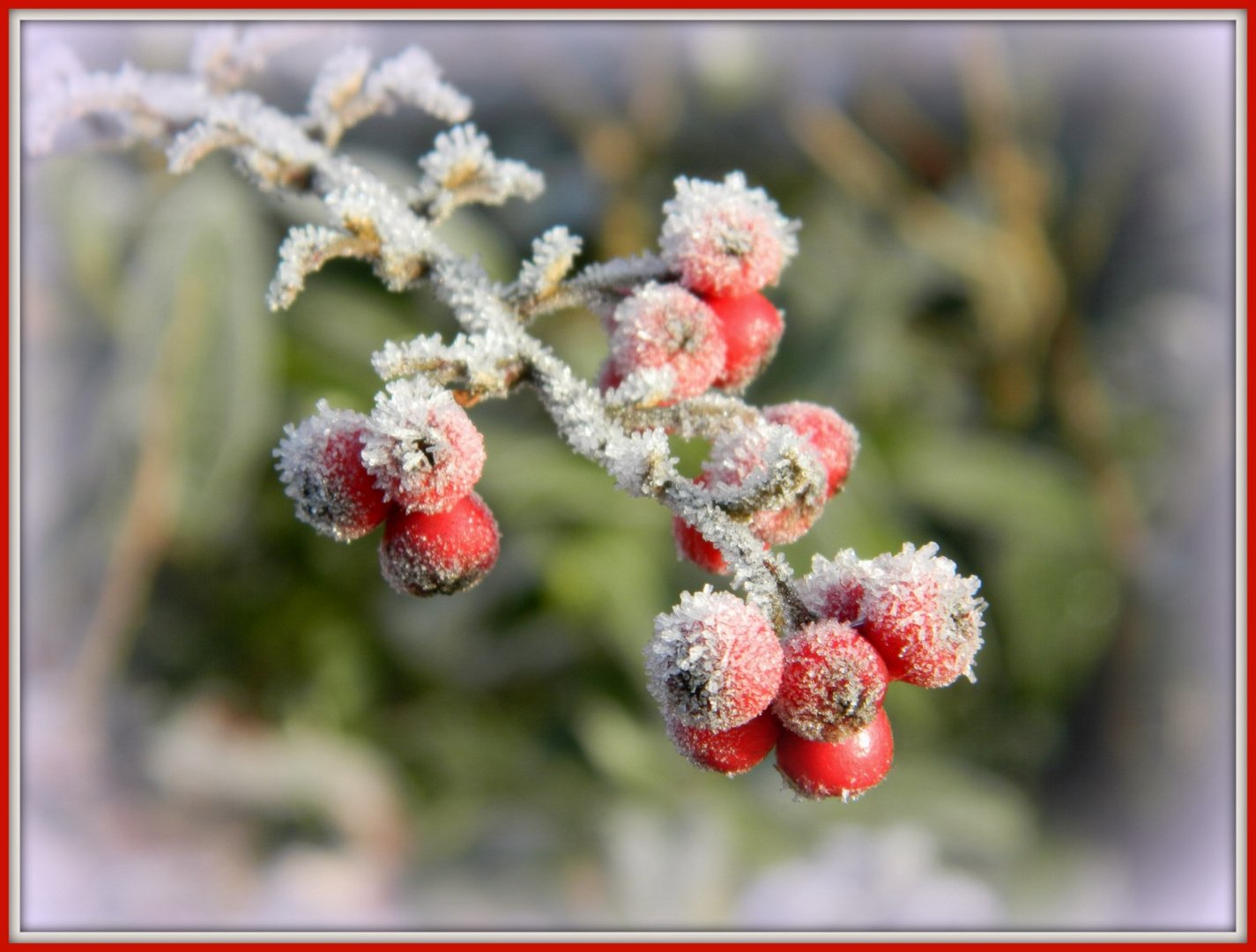 Eisbeeren