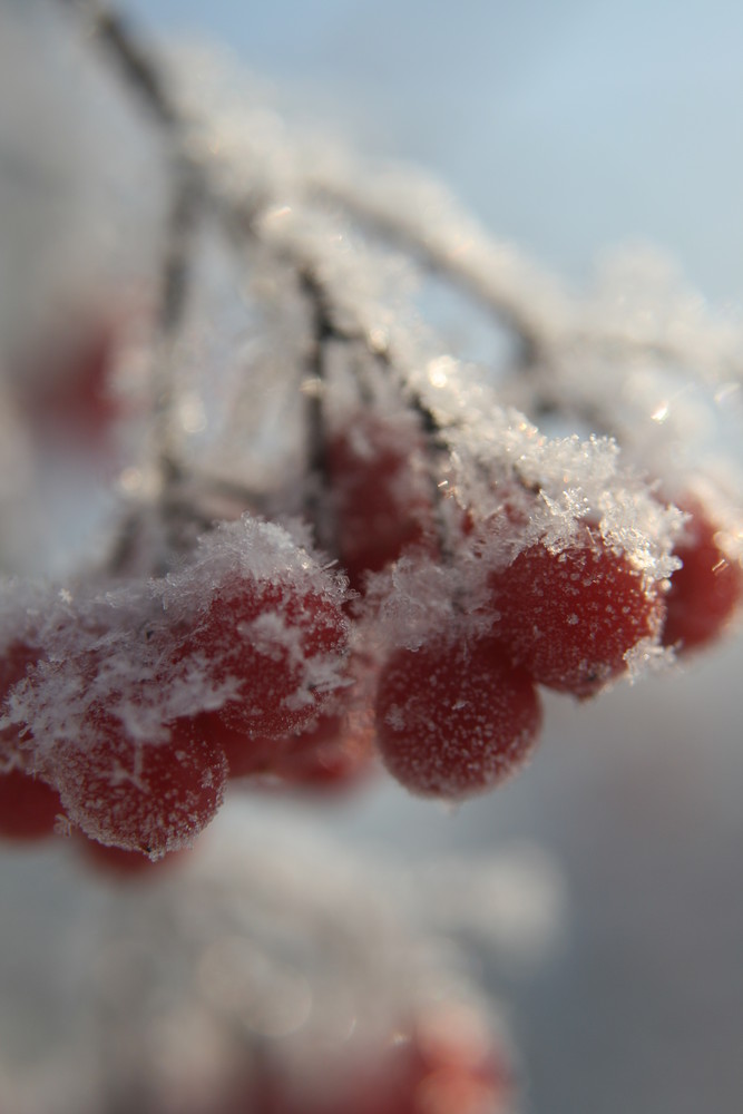 Eisbeeren