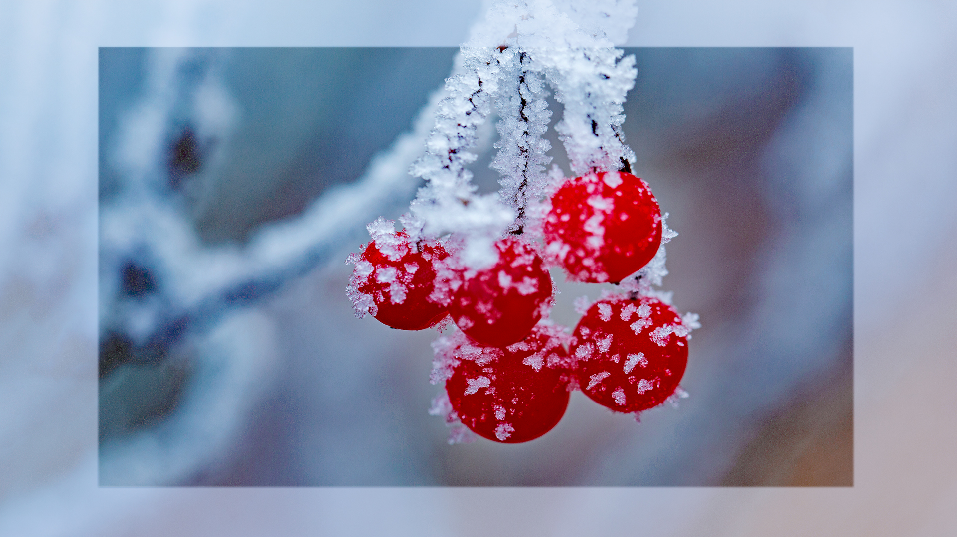 Eisbeeren