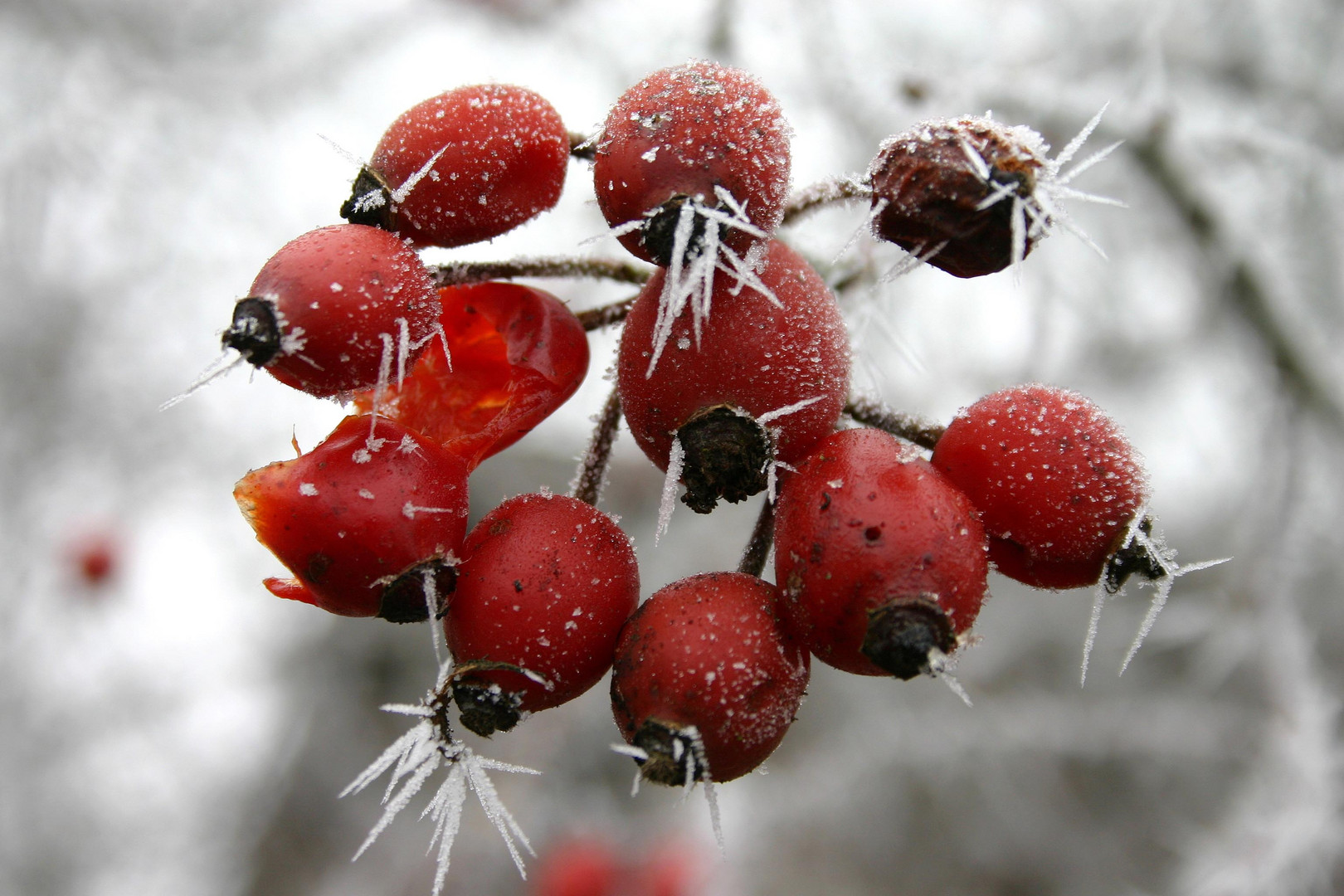 Eisbeeren