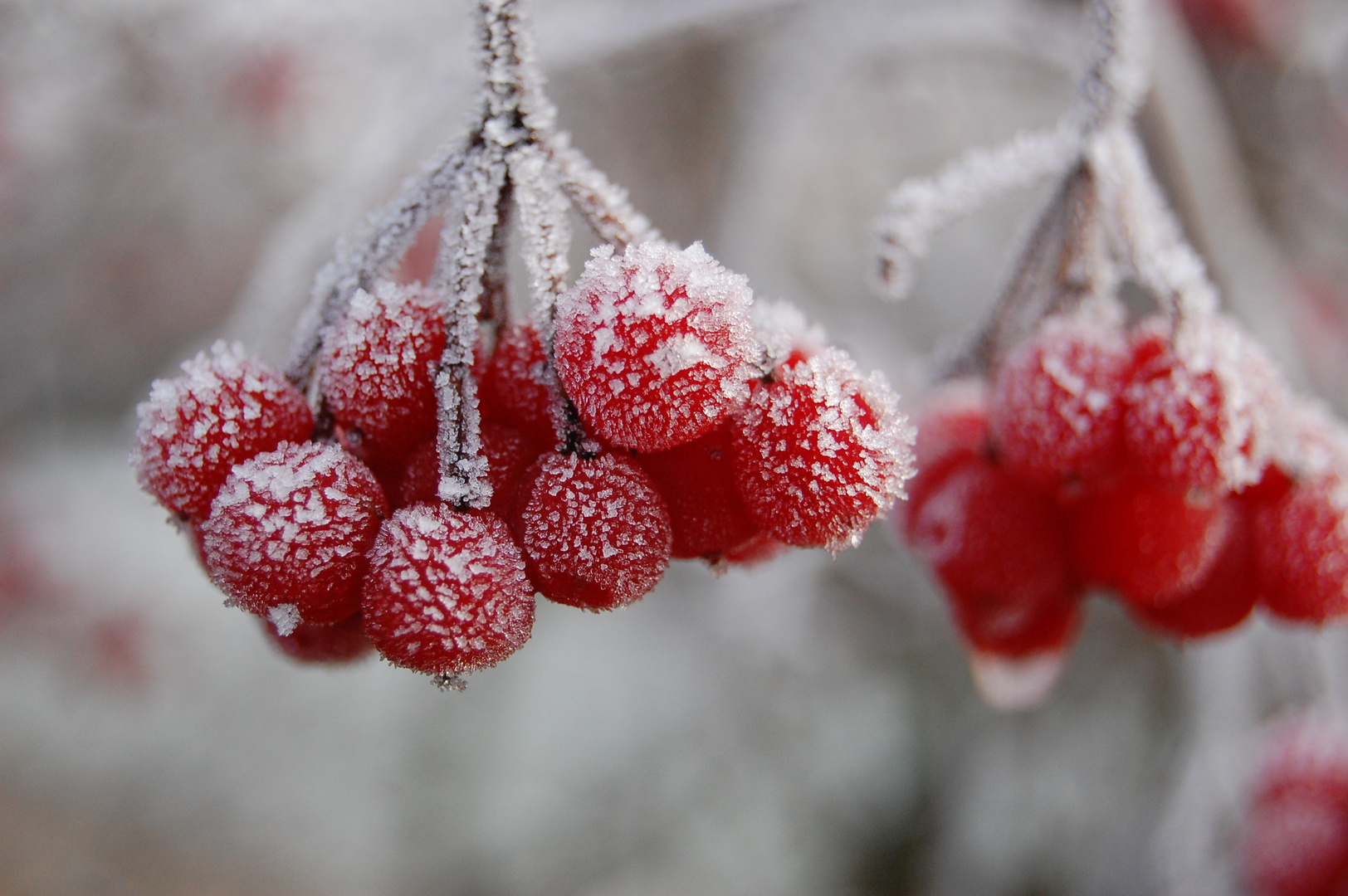 Eisbeeren