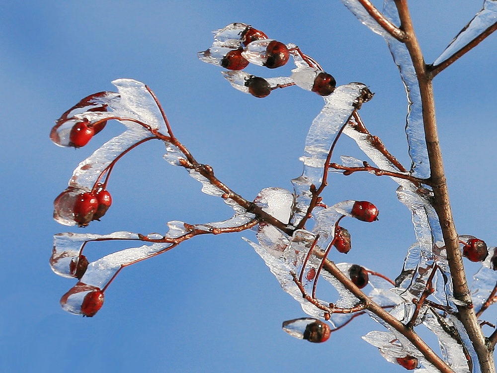 Eisbeeren II