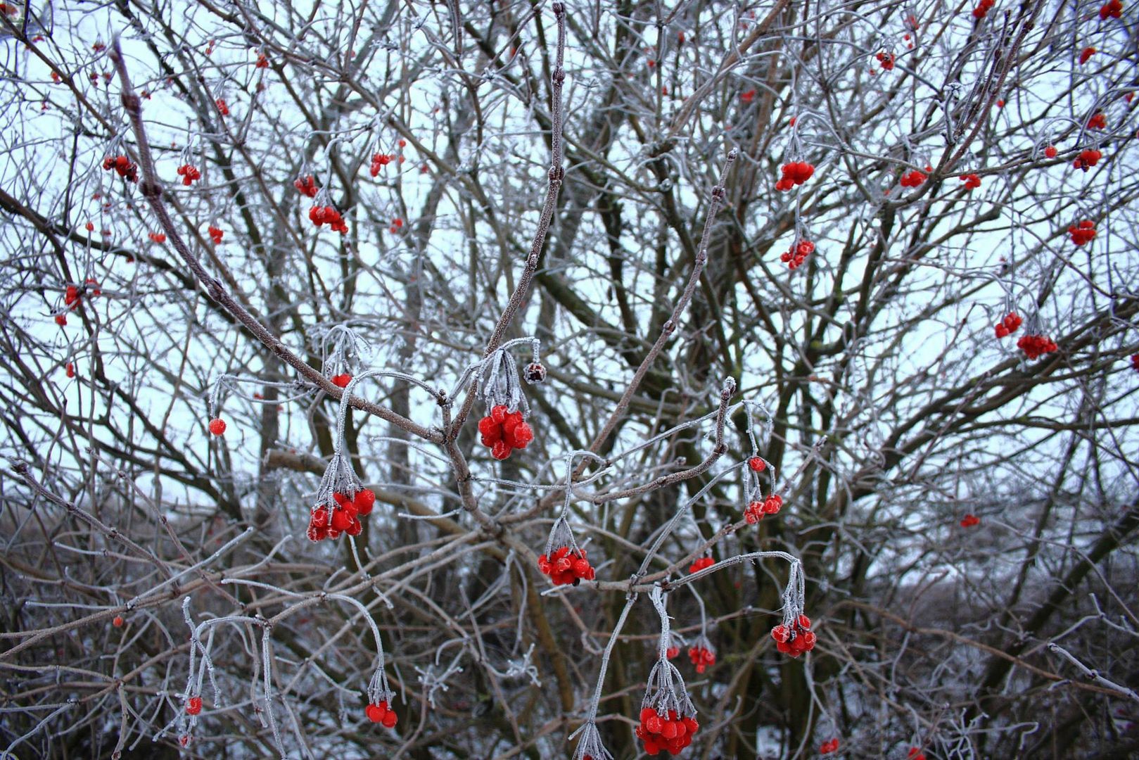 Eisbeeren in rot.