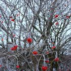 Eisbeeren in rot.