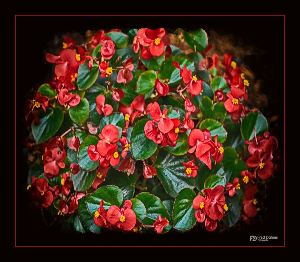 Eisbegonien (Begonia semperflorens)