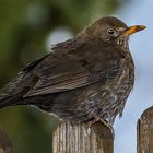 "Eisbein" von der Amsel?