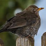 "Eisbein" von der Amsel?