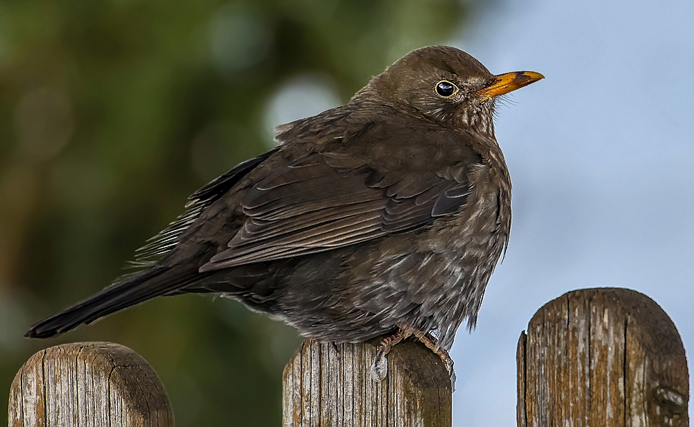 "Eisbein" von der Amsel?