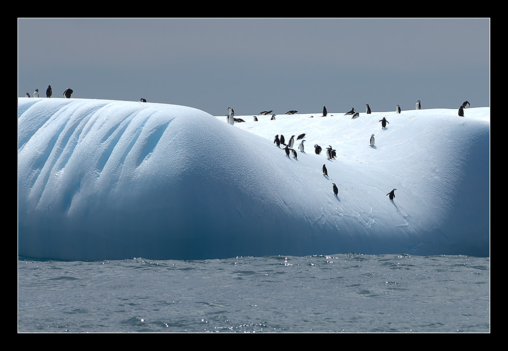 Eisberg mit Adelie's vor South Georgia