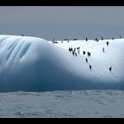 Eisberg mit Adelie's vor South Georgia