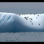 Eisberg mit Adelie's vor South Georgia