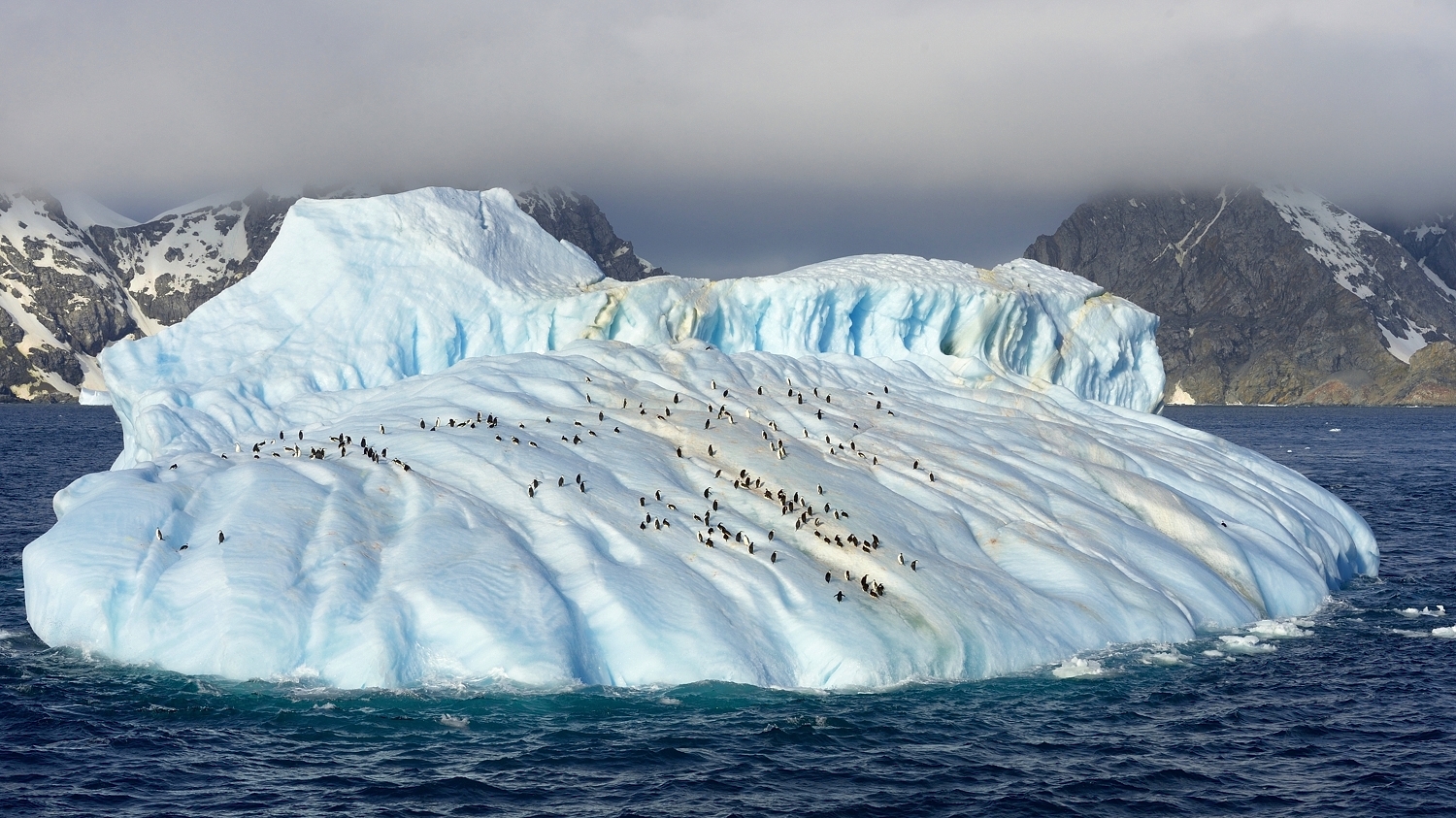 Eisberg mit Pinguinen