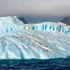 Eisberg mit Pinguinen