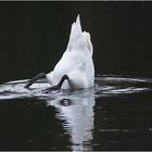 "Eisberg voraus!" könnte die erste . . .