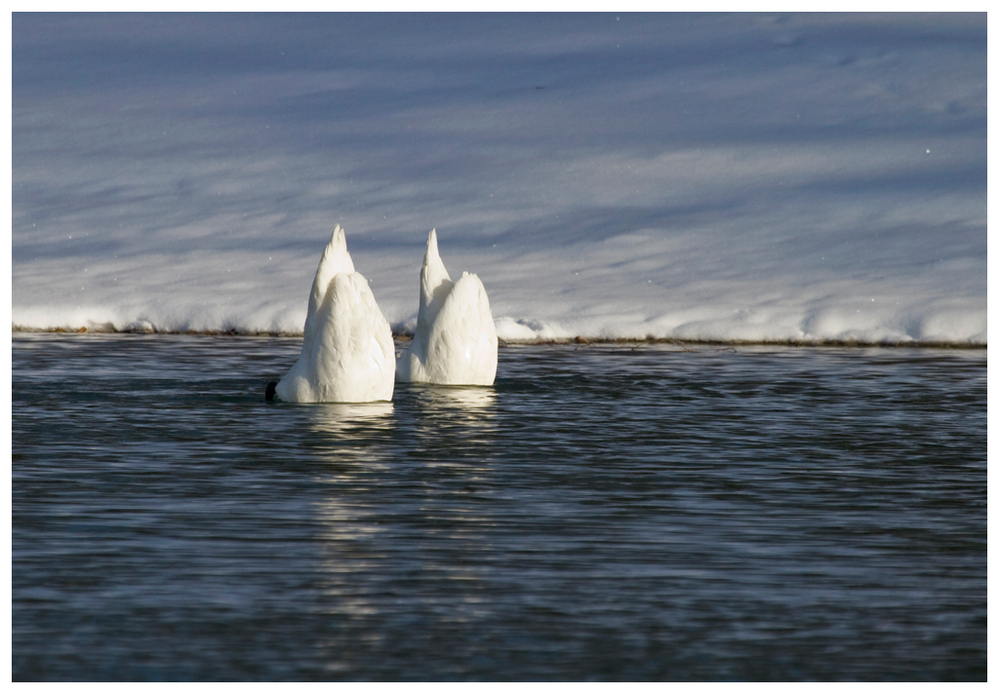 Eisberge :-))