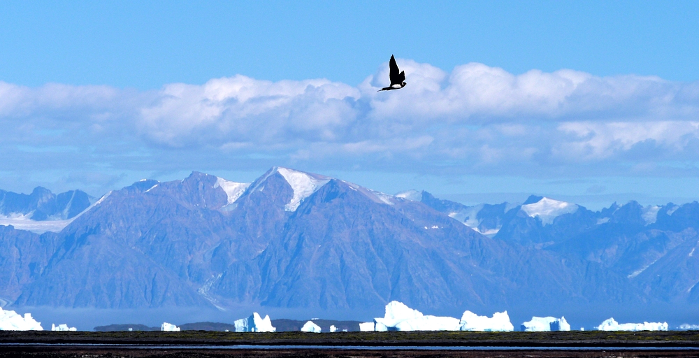 Eisberge, Gletscher, aber was für ein Vogel????