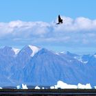 Eisberge, Gletscher, aber was für ein Vogel????