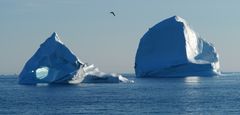 Eisberge mit Sturmvogel
