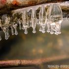 Eisbildung am Bodensee