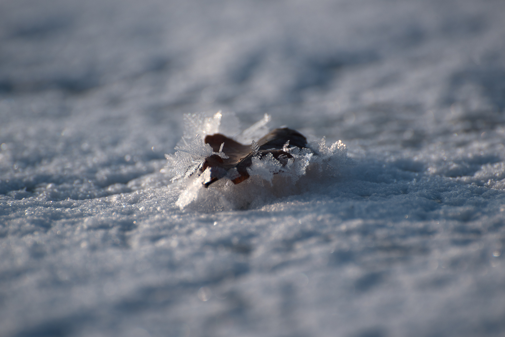 Eisblätter 1