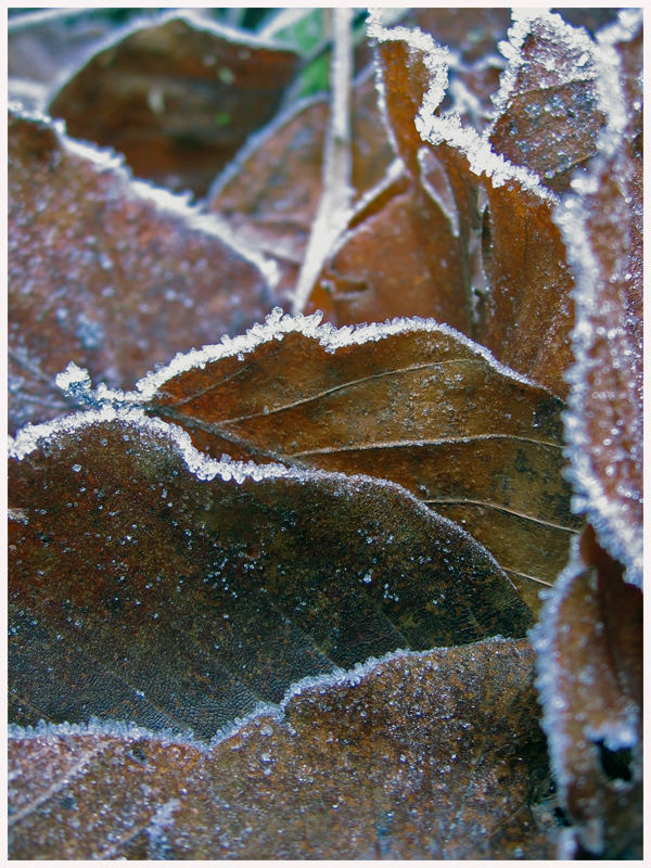 Eisblätter