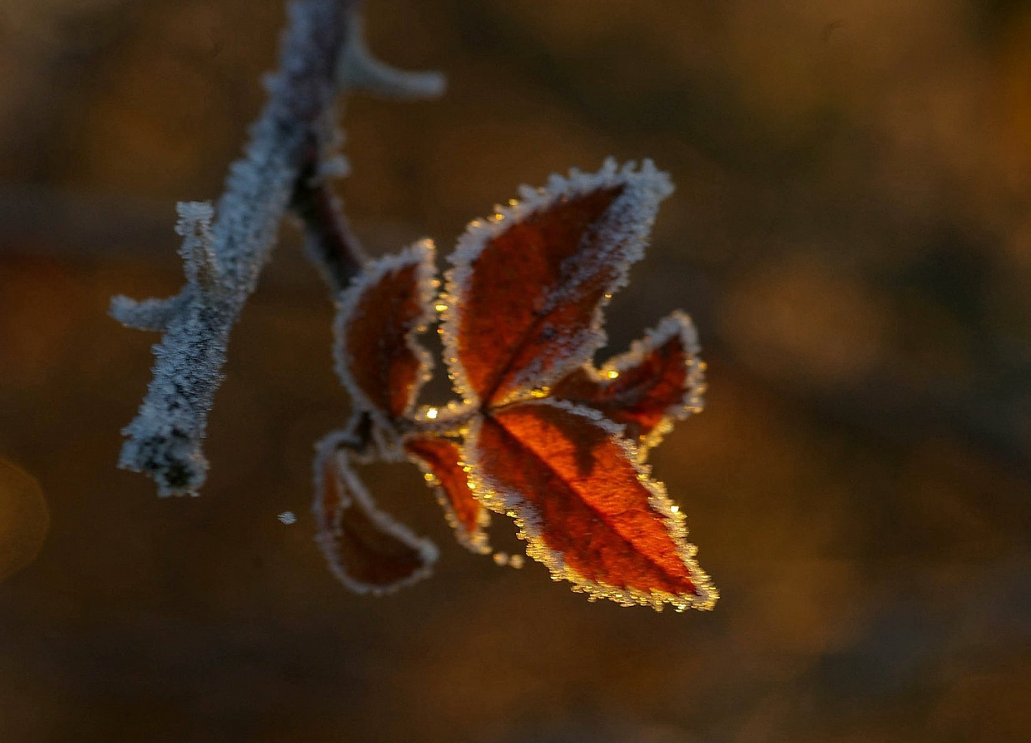 Eis,Blätter und Sonnenaufgang 