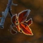 Eis,Blätter und Sonnenaufgang 