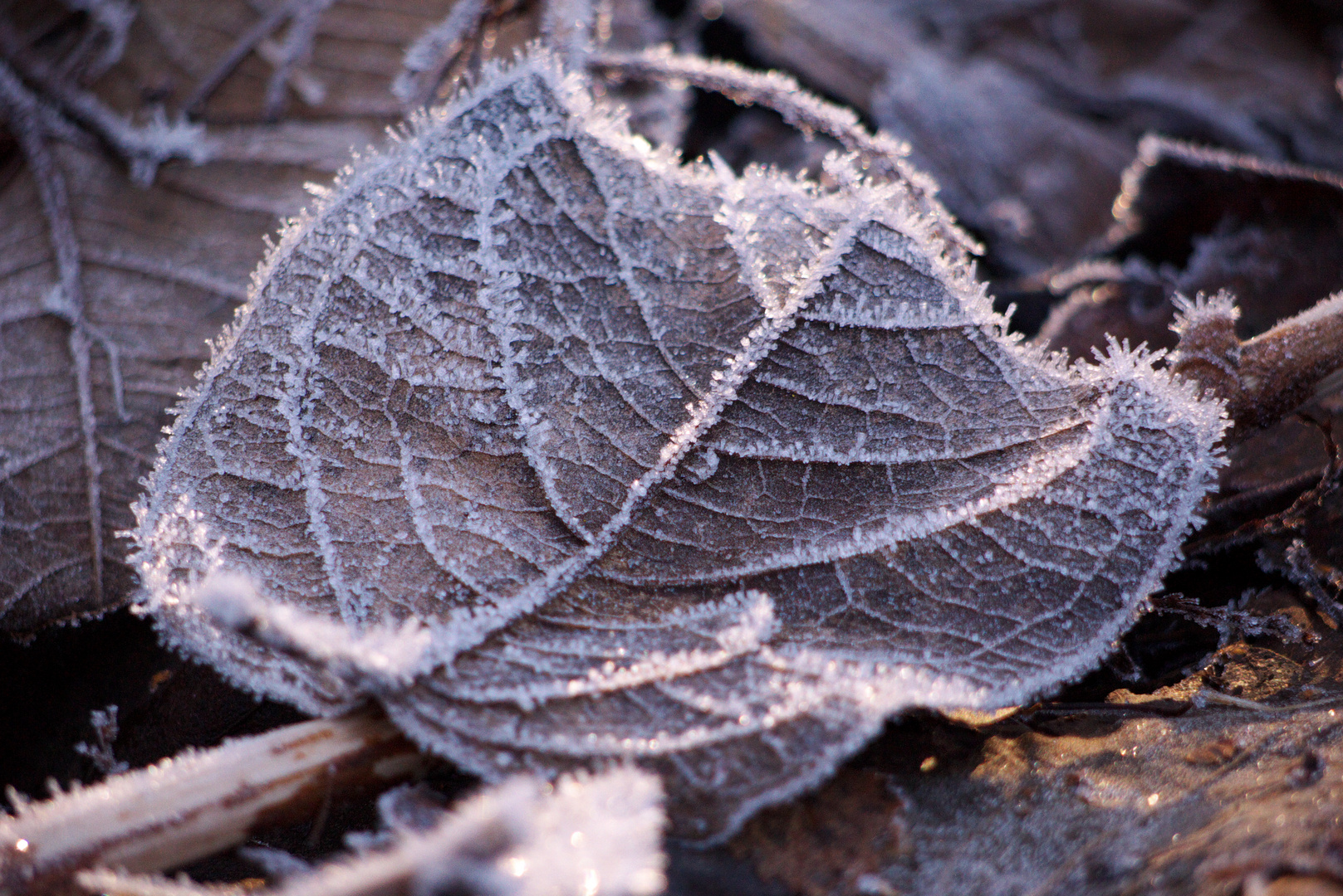 Eisblatt