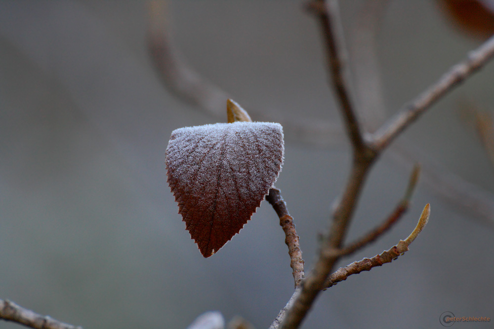 Eisblatt