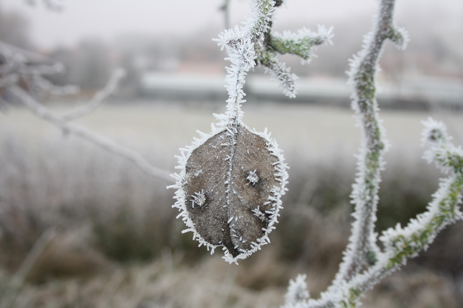 Eisblatt