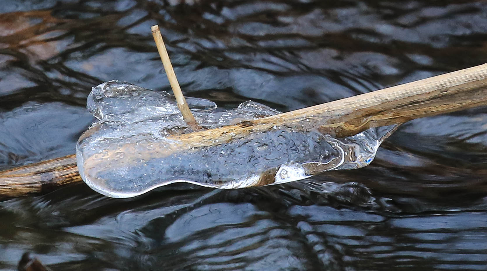 Eisblatt in der Tarpenbek