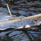 Eisblatt in der Tarpenbek