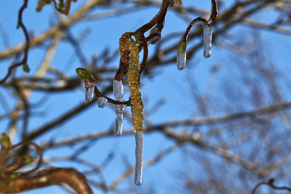 eisblau