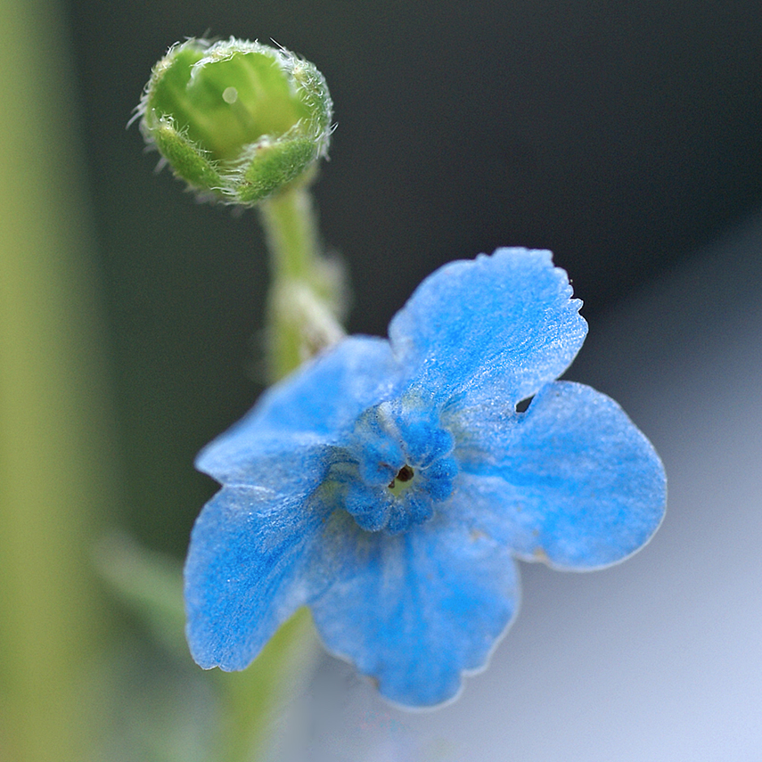 eisblau