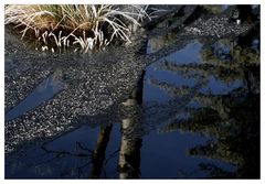 Eisblühen im Moor