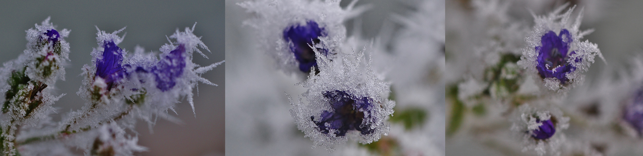 Eisblümchen ......