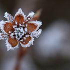 Eisblümchen...