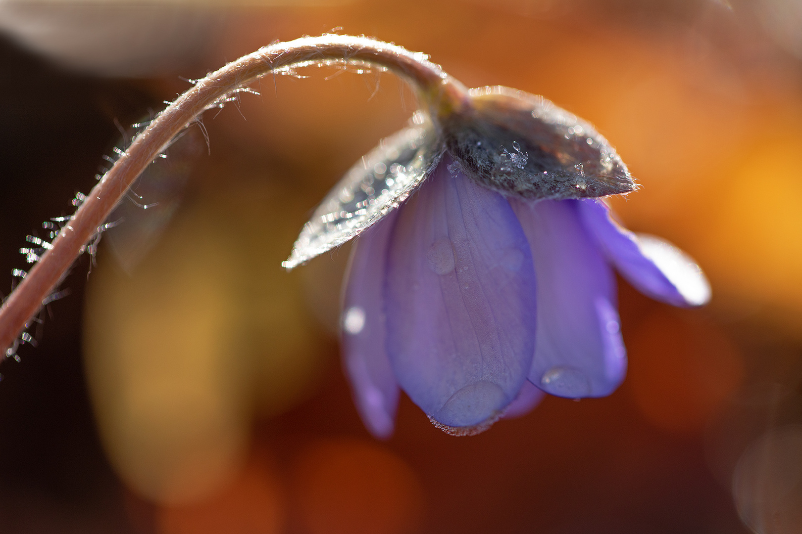 Eisblümchen 2