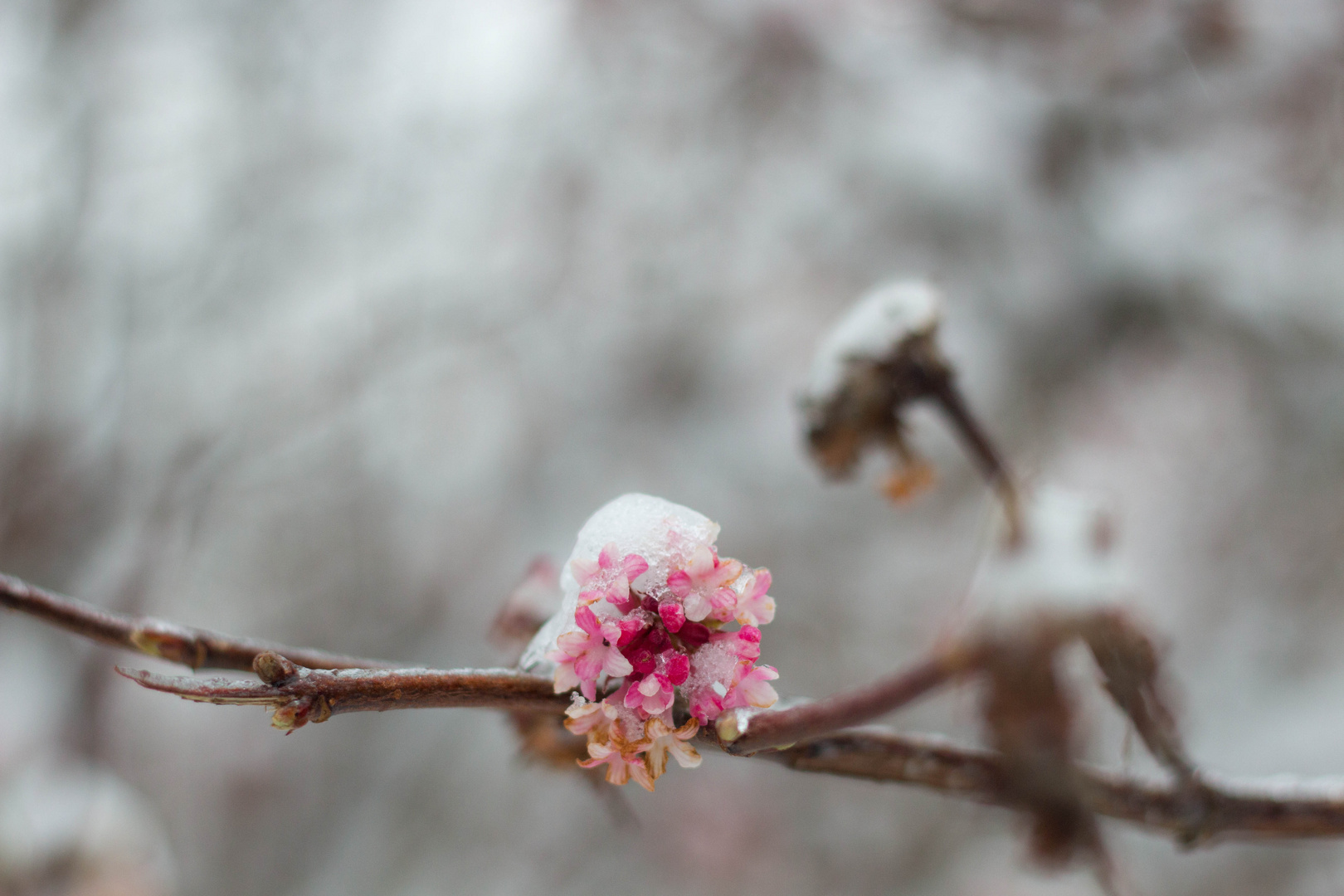 Eisblümchen!