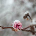 Eisblümchen!