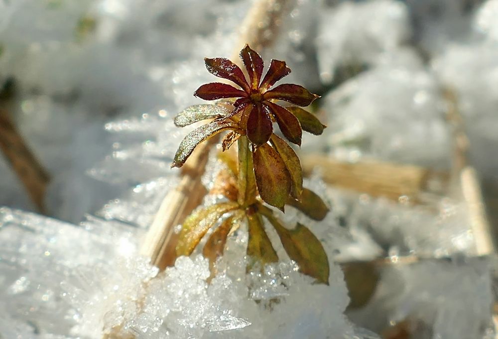 Eisblümchen