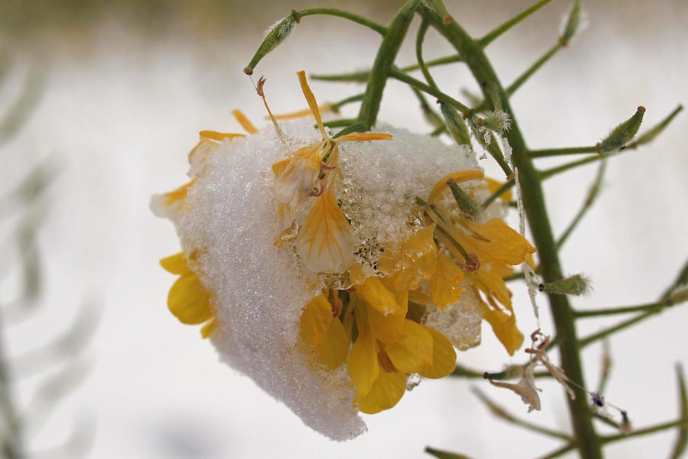 Eisblümchen