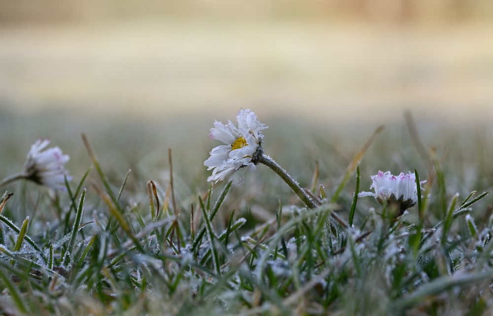 Eisblümchen