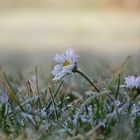 Eisblümchen