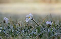 Eisblümchen