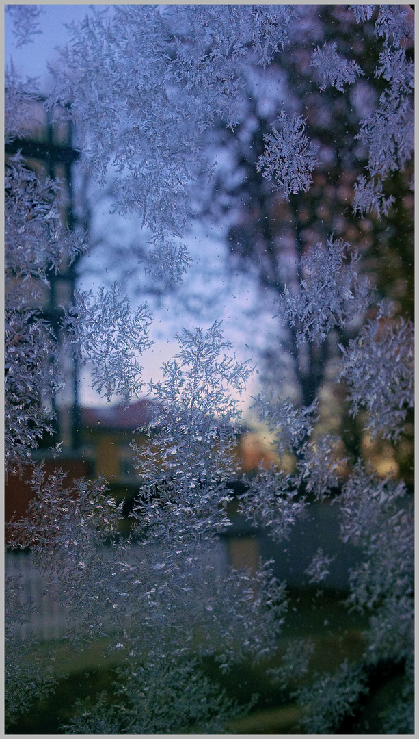 Eisblümchen