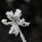 Eisblümchen